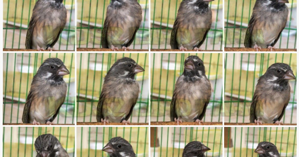 Ciri Ciri Somerini Jenis Blackthroat Termahal Di Indonesia Gaco