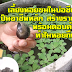 เลี้ยงหอยขมในบ่อซีเมนต์ เป็นอาชีพหลัก สร้างรายได้ดี พร้อมตอบคำถาม ทำไมหอยถึงตาย