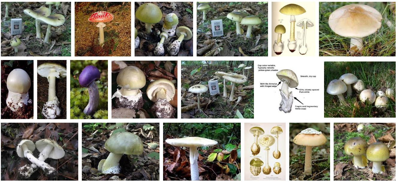 Jamur yang memiliki ciriciri yang mirip seperti jamur merang tetapi