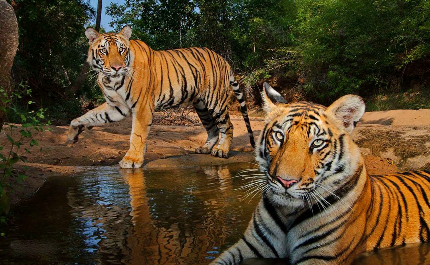 Gambar Harimau Terbaru Kumpulan Gambar