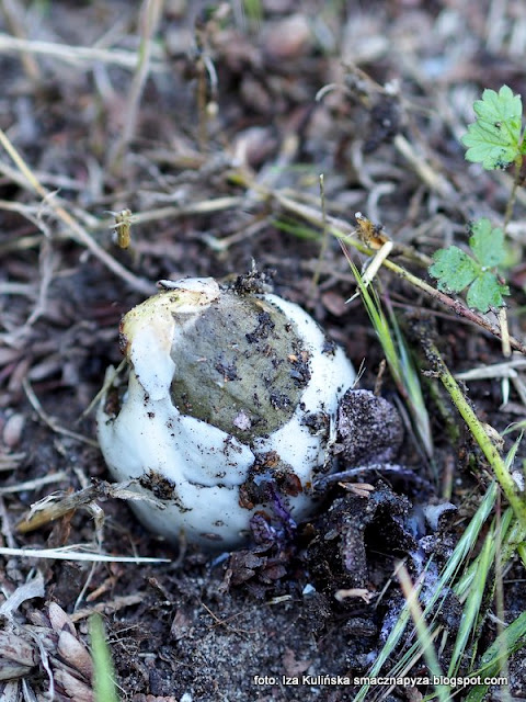czarcie-jajo sromotnik smrodliwy , sromotnik bezwstydny , las w wawrze , lasy mazowieckie , grzybobranie , wycieczka , na grzyby , na jagody , co słychać w lesie , las lipcowy , prosto z lasu , wieści podmiejskie , grzyby ,