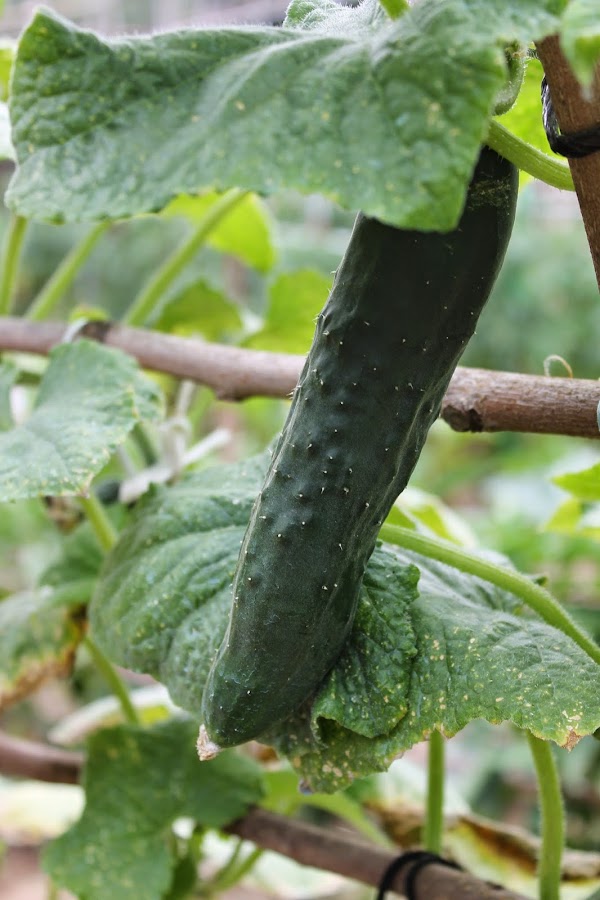 cultivo del pepinillo