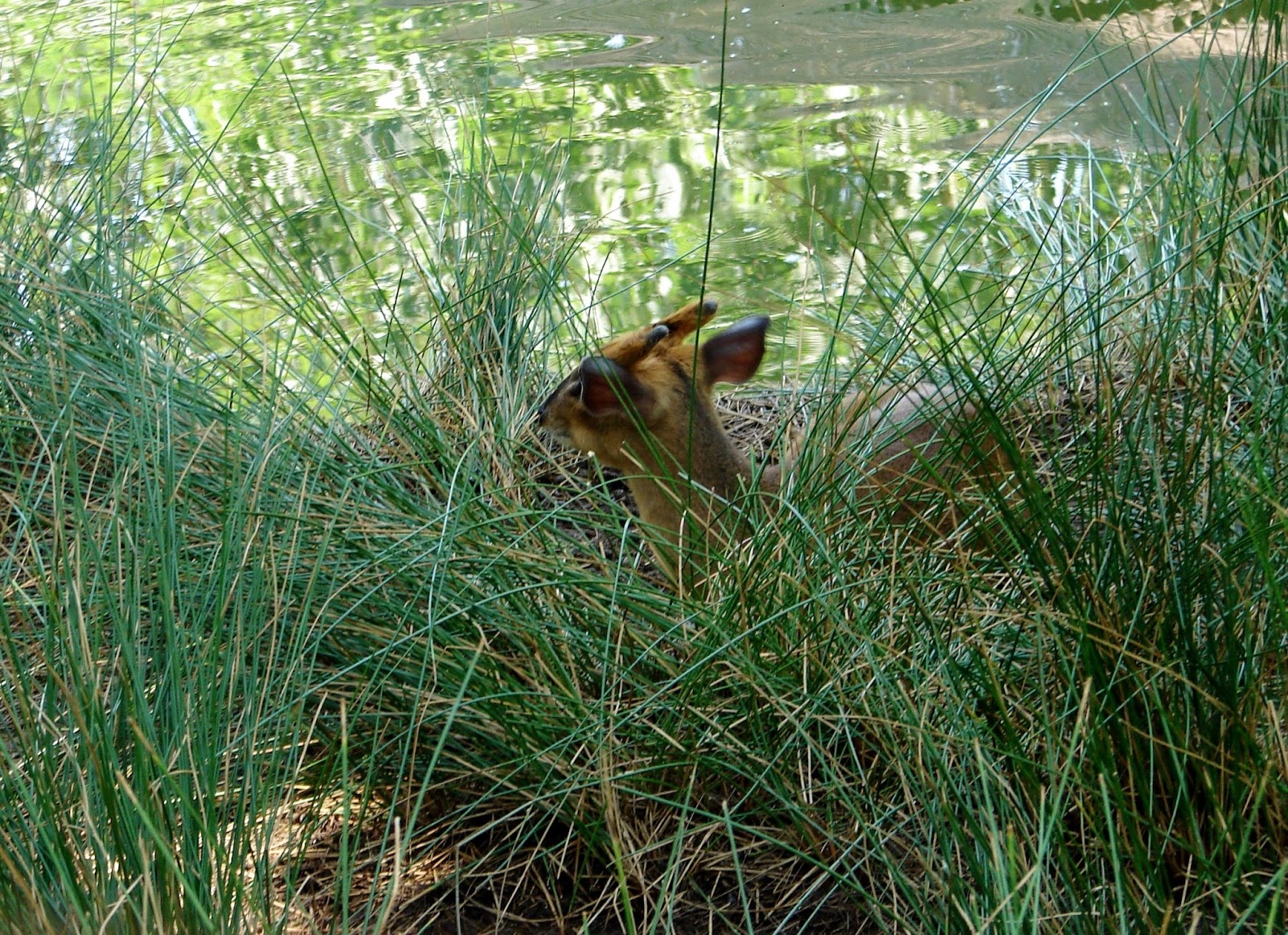 BREATHTAKING The Southern Red Muntjac
