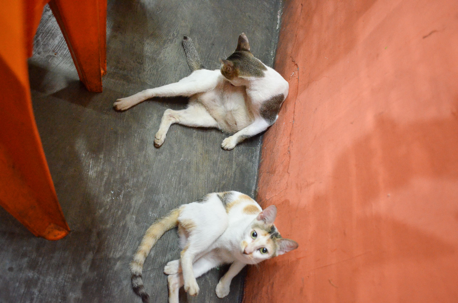 Cats of porn in Kaohsiung