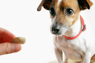 Usted Debe Admitir Que Tiene Un Perro Agresivo Una vez que tengo el compromiso del propietario del proceso de rehabilitación del perro se puede comenzar.