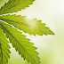 Cannabinoids for Autoimmune Disease