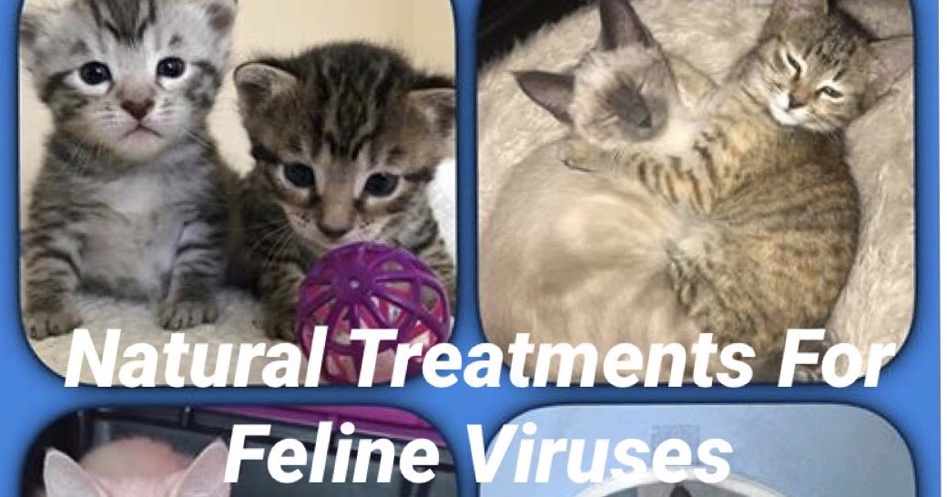 Natural Treatments For Feline Viruses (FIV, FeLV, FIV) Holistic Vet