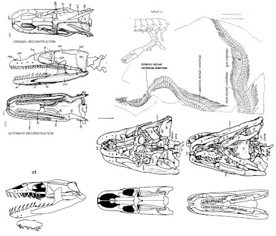 Pachyrhachis bones and skull