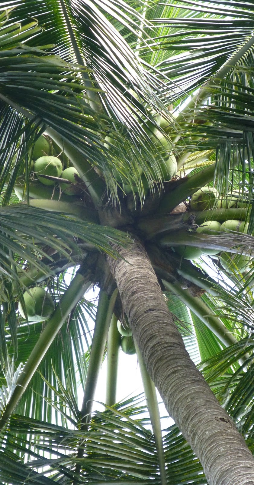 COCONUT 101 TREE OF LIFE