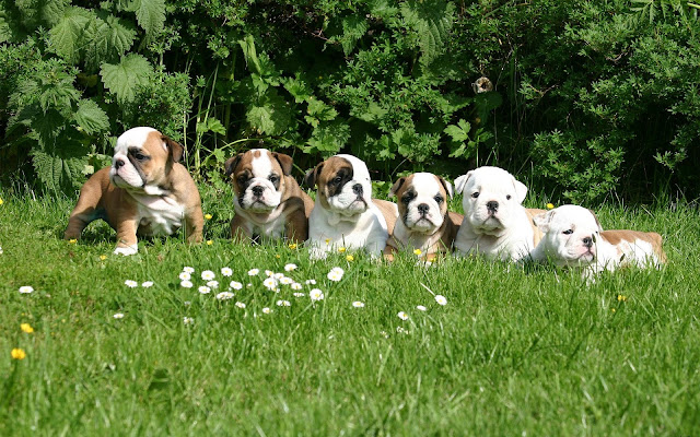 Group of English bulldog puppies photo
