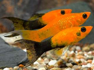 5 Langkah Budidaya Ikan Golden Black Molly - Tips Ikan