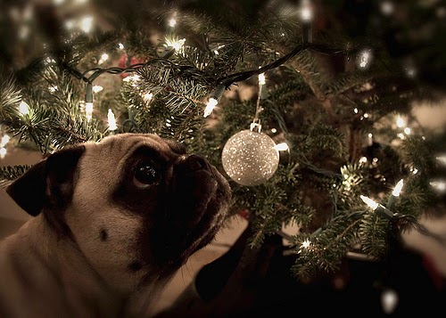 Christmas Dog Safety Tips