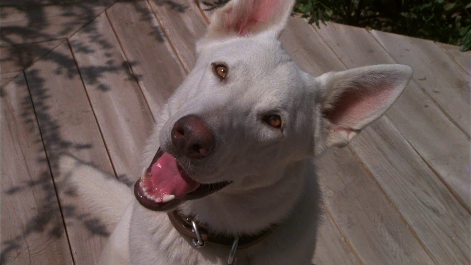 Cine en tu cara White Dog 1982