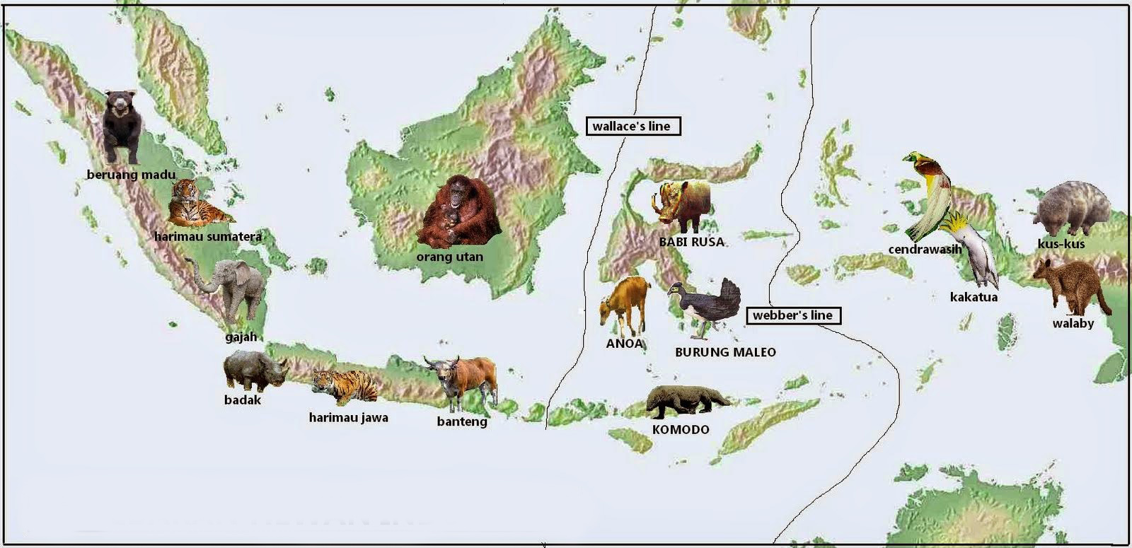 Tiga Tipe Fauna  di Indonesia  Barat Tengah dan Timur  