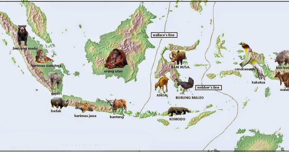  Tiga  Tipe Fauna di Indonesia Barat Tengah dan Timur 