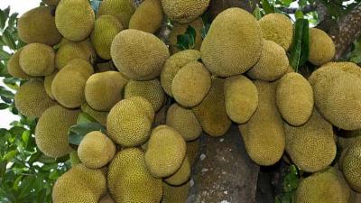 कटहल खाने के फायदा कटहल खाने के फायदा