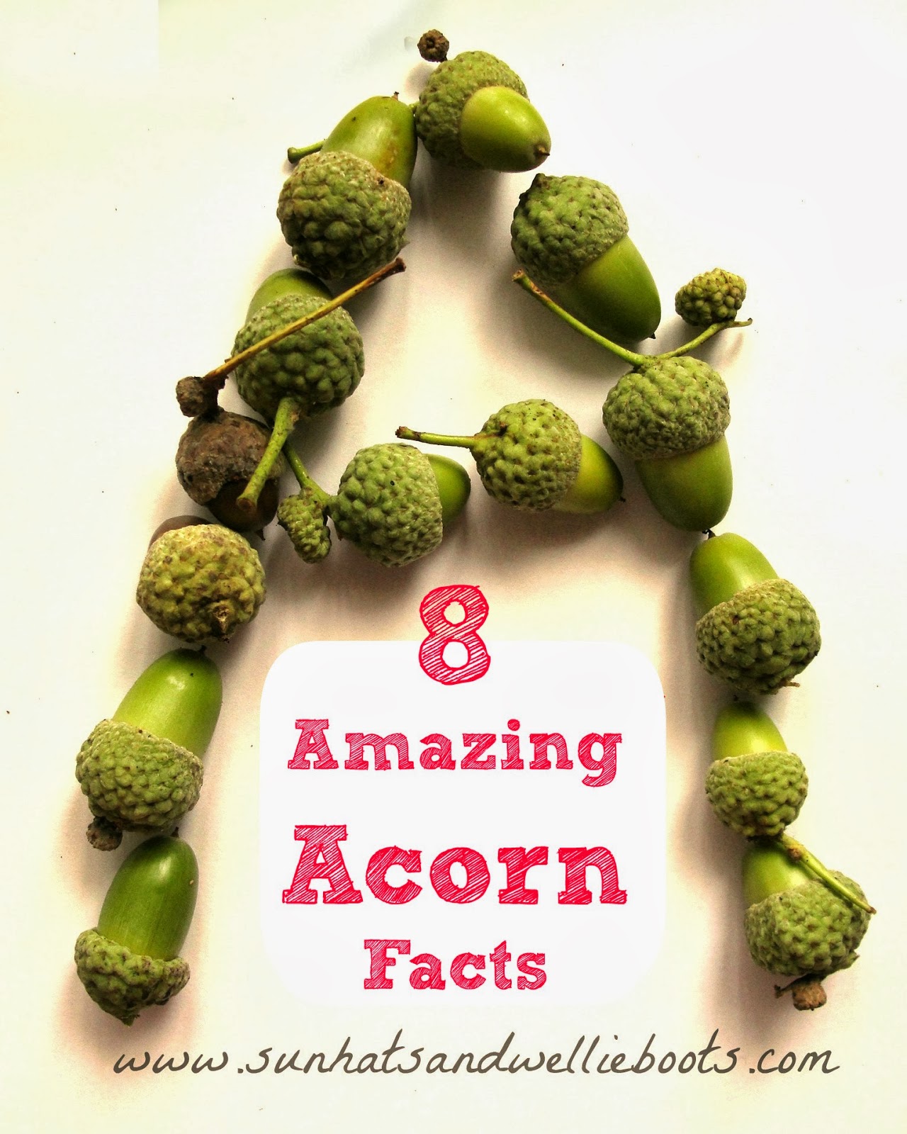 Acorn, Definition & Facts