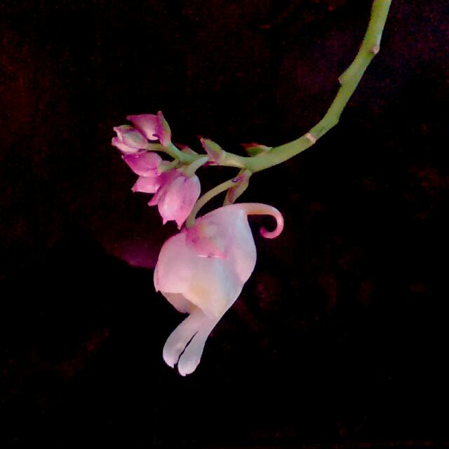 Belly Up Rare Botanicals Impatiens mirabilis rare gouty balsam _ 25