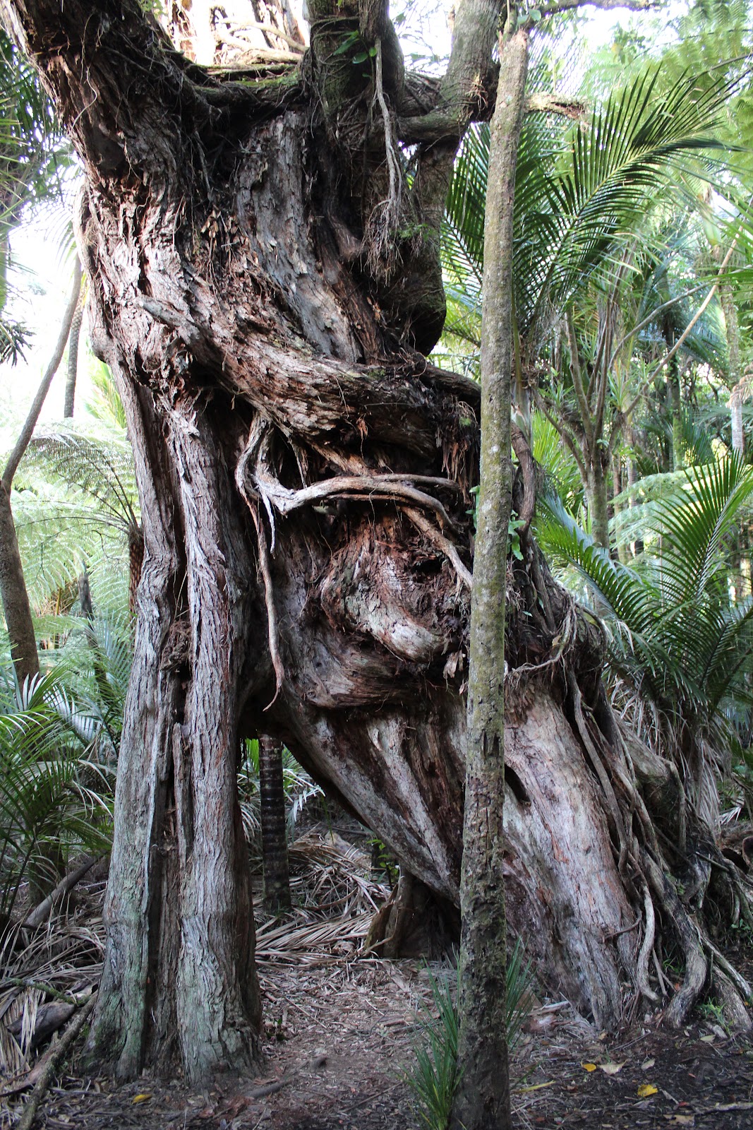 Farewell to the West: Oh Auckland....what an unexpected, magical place