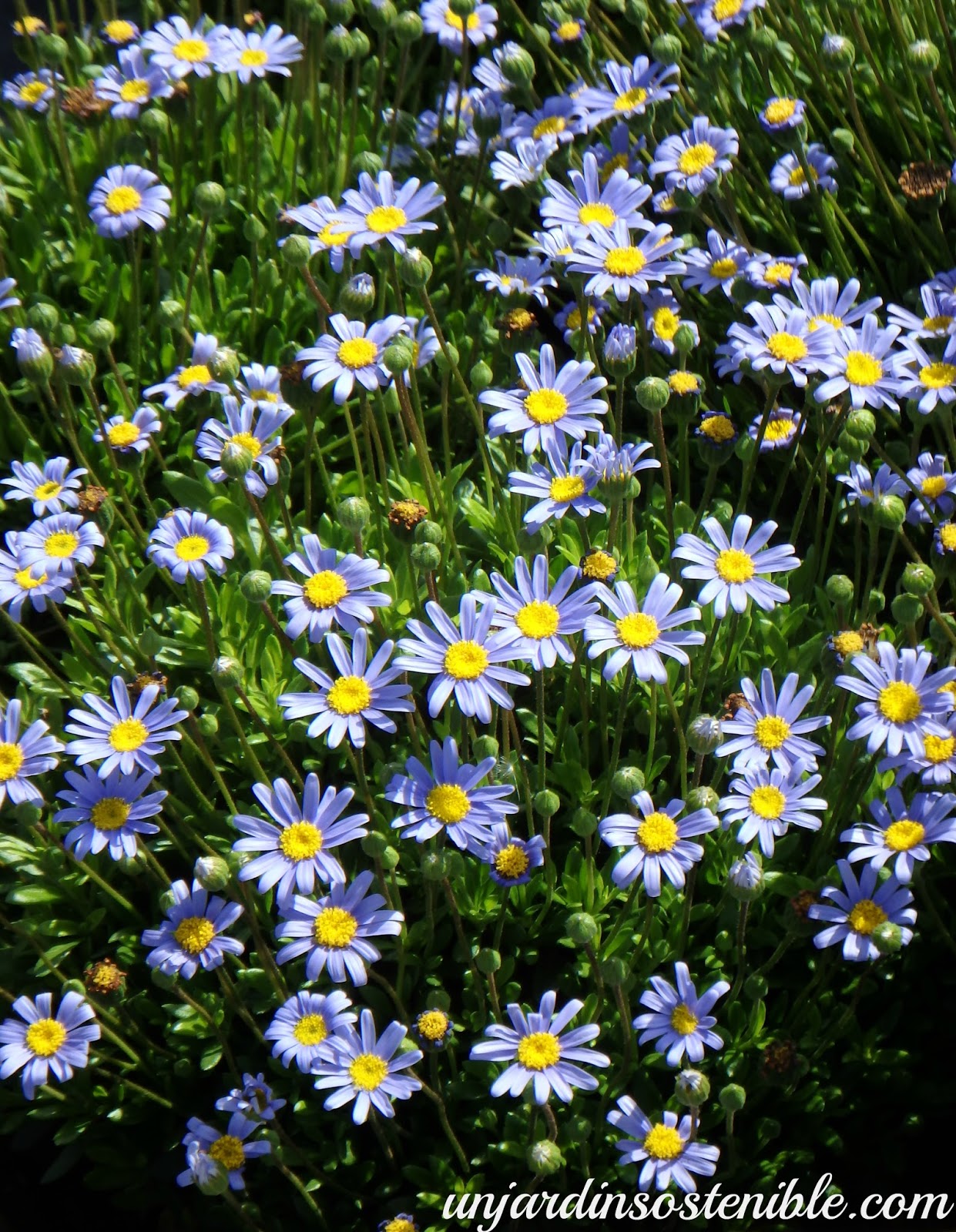 Felicia amelloides (Agatea, Felicia)