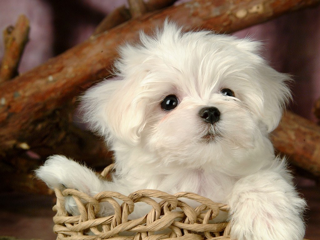 Very Lively Cards Cute Puppies