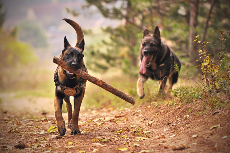Pamper Your Perfect Pooch With These Five Suggestions