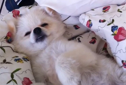 Video: とてもお眠むで、起こしても、すぐ横になっちゃう、かわいい子犬のモリーちゃん ! !