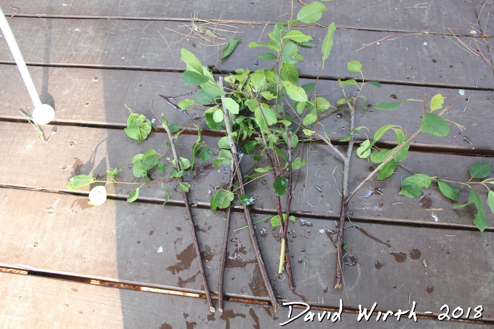 Propagation of Tree Branches Grow Tree from Cuttings