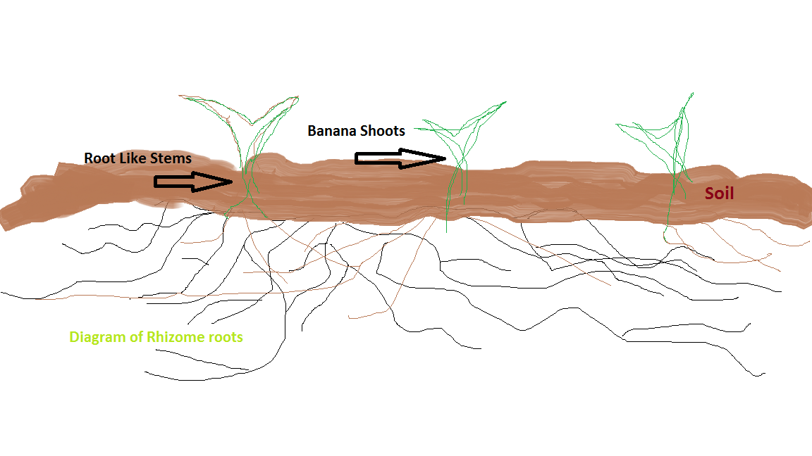 Sweet Peas & Parsnips A Lifecycle Analysis of Bananas