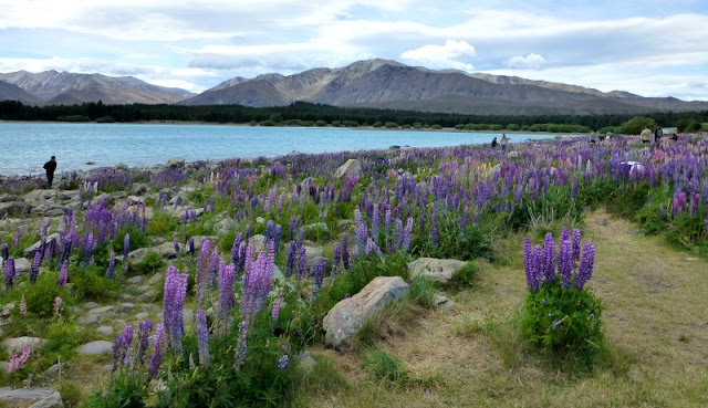 lake-tekapo-lupins lake-tekapo-lupins