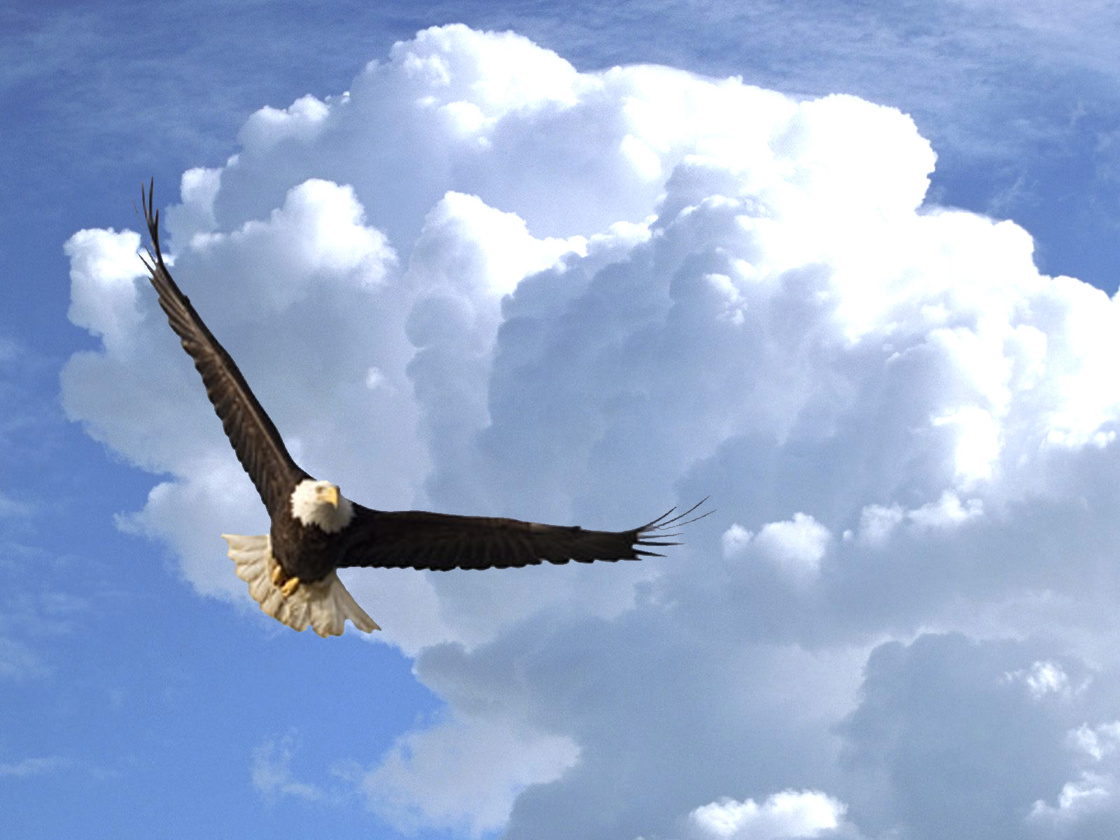 Info Baru 19+ Gambar Burung Rajawali Api