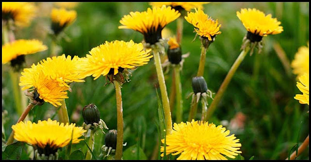 Dandelion: How It Benefits Our Liver Health? Dandelion: How It Benefits Our Liver Health?