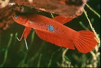 BETTA SPLENDENS BETTA SPLENDENS