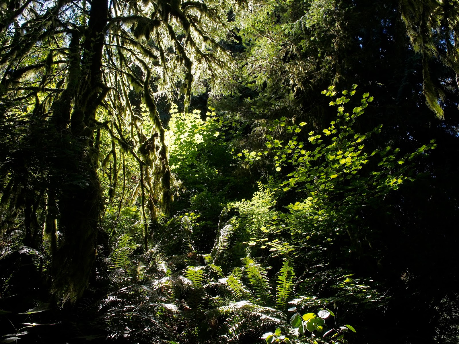 Bamboo at the Hoyt Arboretum