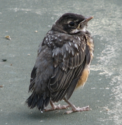 bird flying robin birds american nest babies help source rain