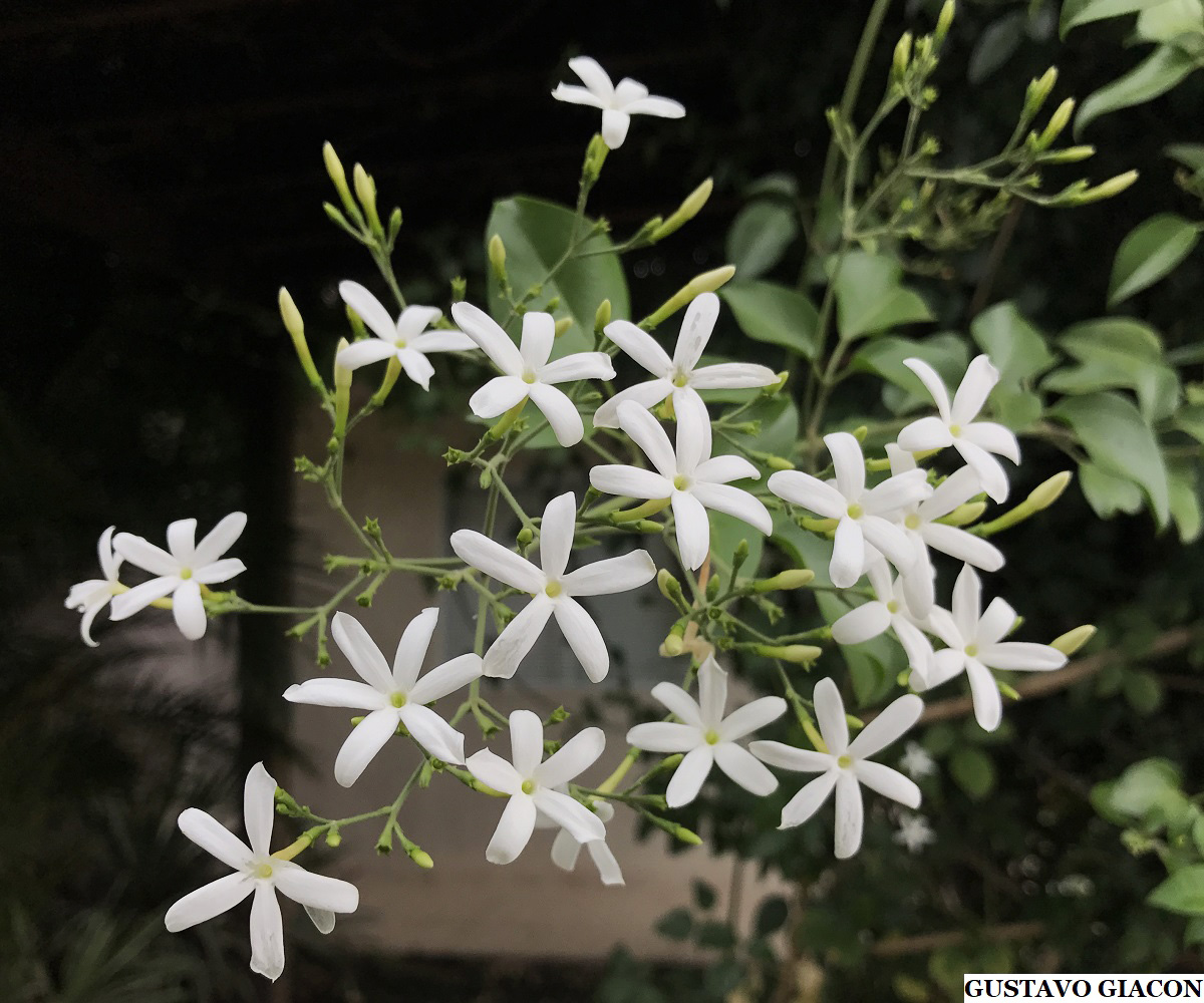 Viveiro Ciprest - Plantas Nativas e Exóticas: Jasmim dos Açores ou do Rio (  Jasminum azoricum )