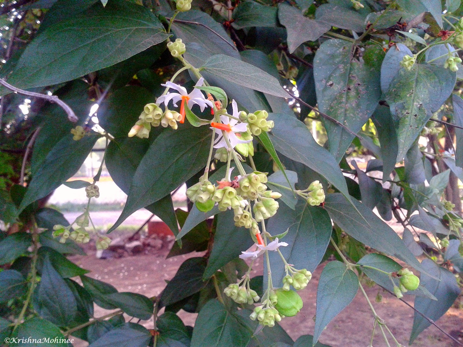 Image: Parijat Flowers dropping from the tree