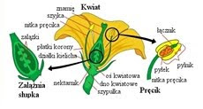 Ściąga botaniczna