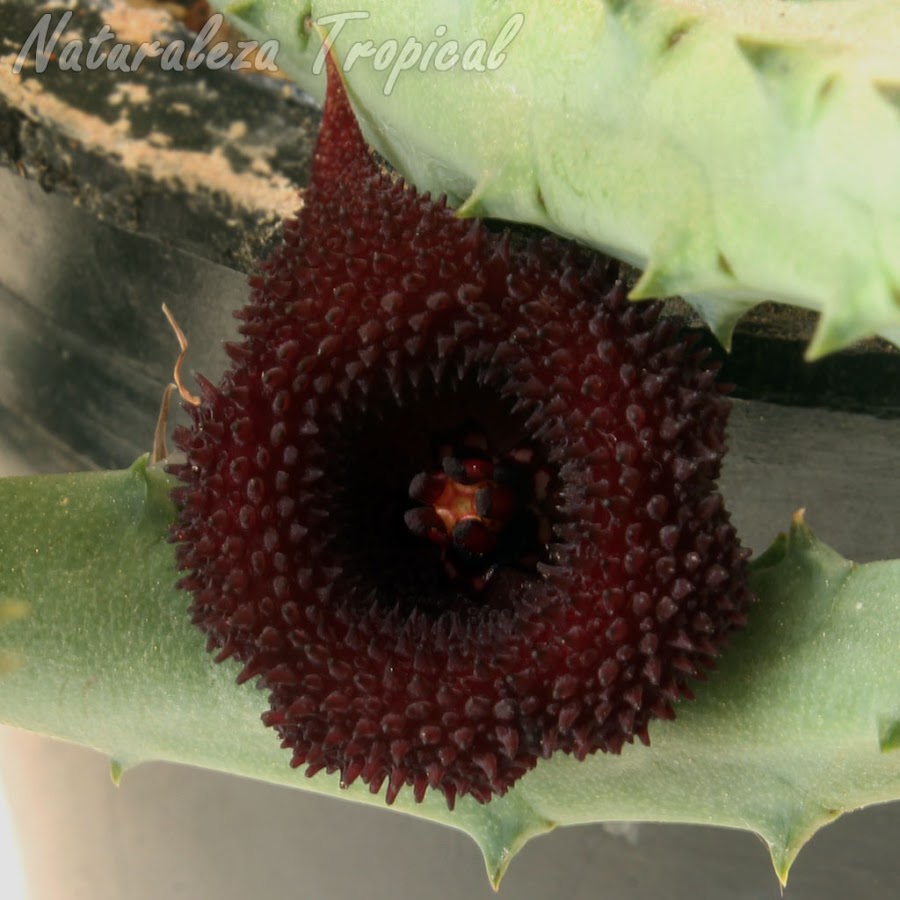 Flor característica de la planta suculenta Huernia x pendurata