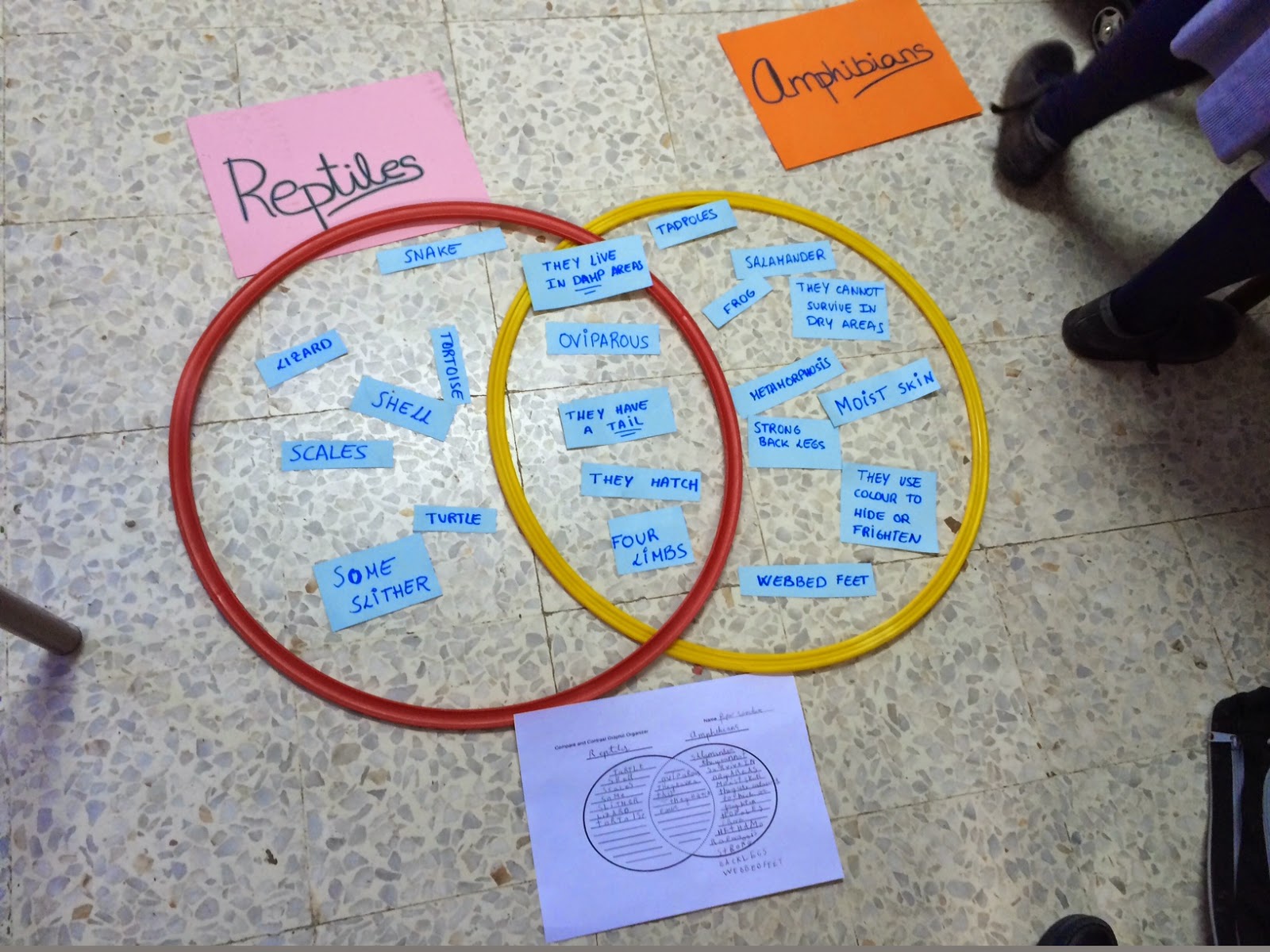 KEEP CALM AND BE BILINGUAL!: Compare and Contrast: Venn Diagram