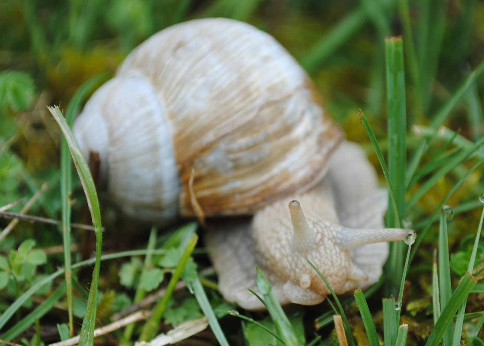 Bug Mad Girl Roman snails and white helleborines