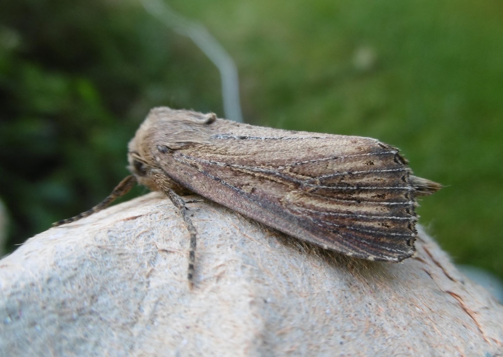 Martin's Moths The Moses moth
