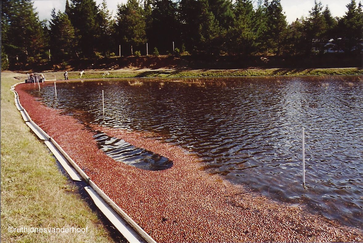 Photos Taken by Ruth Jones Vanderhoof. (My Mother) Cranberry Bogs