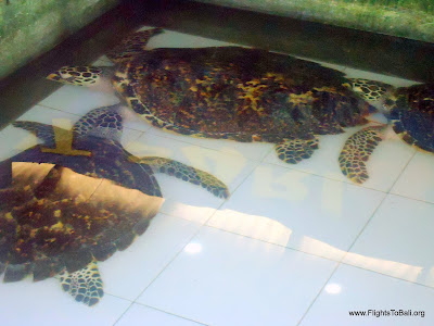 Turtle Farm Bali Indonesia 5