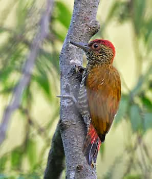 Red rumped Woodpecker