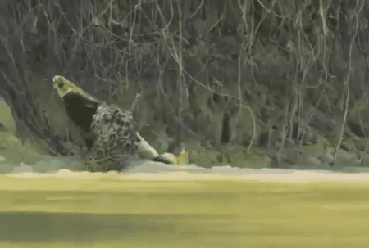 20180401_194543_65616568.gif
