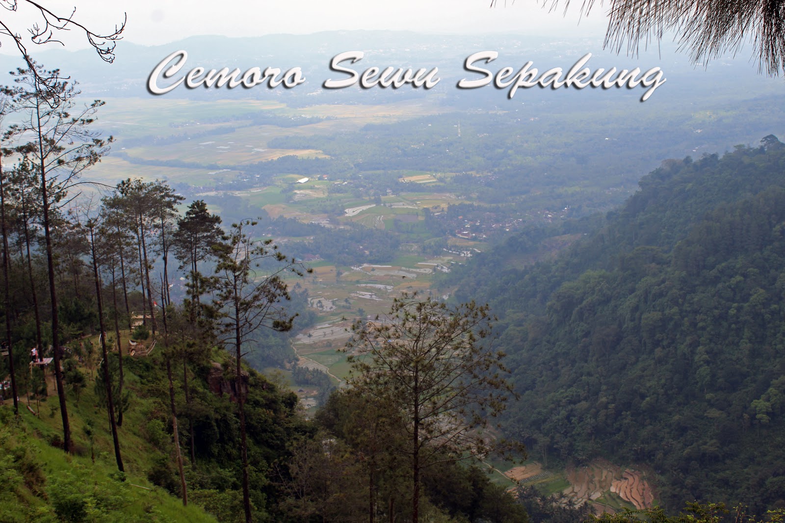 Menikmati Pesona Cemoro Sewu dan Gumuk Reco Sepakung ...