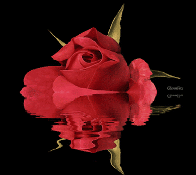 Rosa roja reflejada con movimiento