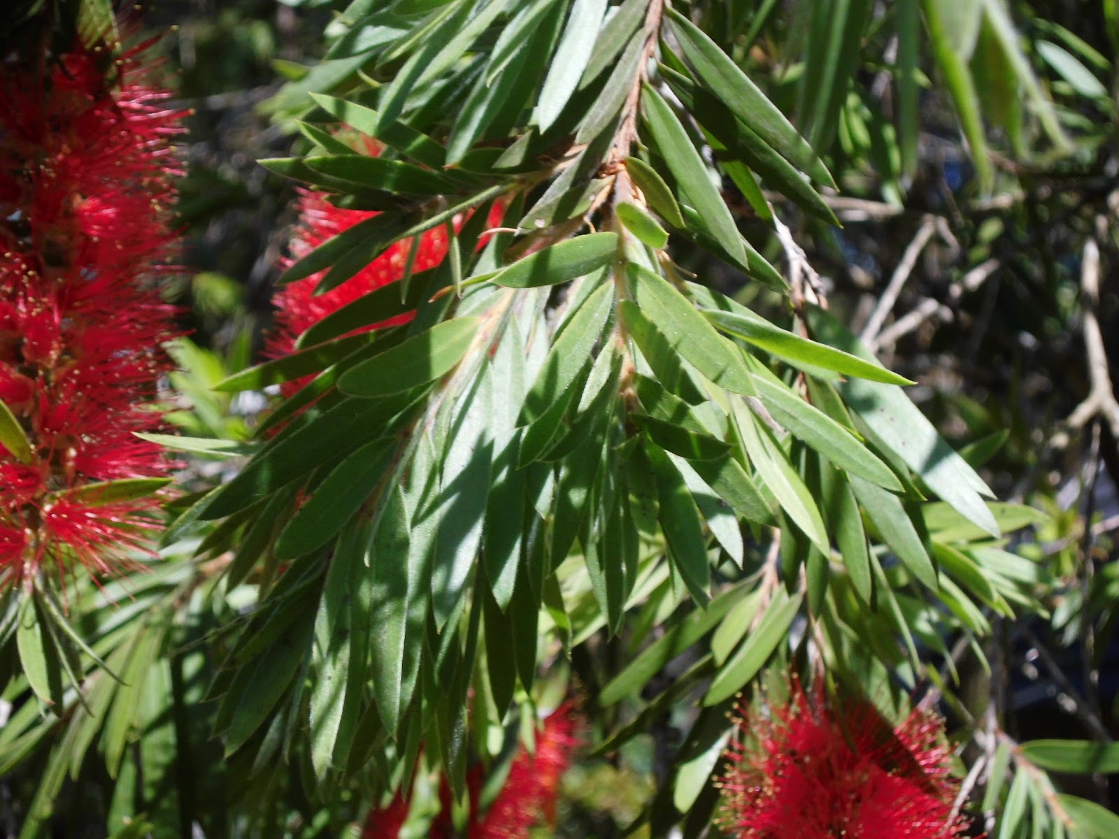 Exotic Plants in Indonesia Pohon Kayu Putih  Bunga Merah 