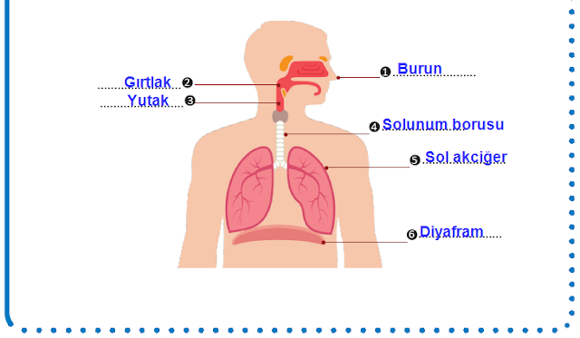 6. Sınıf Fen Bilimleri MEB Yayınları 77. Sayfa Cevapları 6. Sınıf Fen Bilimleri MEB Yayınları 77. Sayfa Cevapları